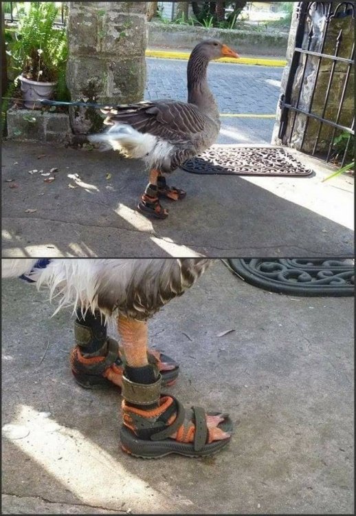 Goose in sandals 5jQR.jpg