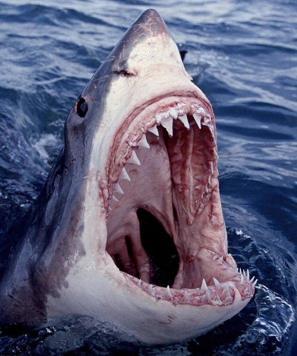 great-white-shark-lunging-out-of-the-ocean-with-mouth-open-showing-teeth-brandon-cole.jpg