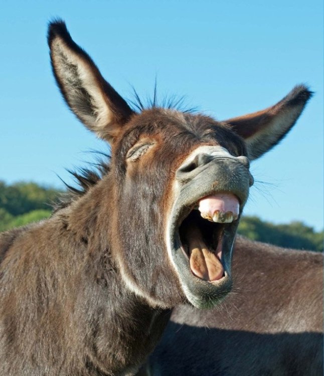 laughing-donkeys7.jpg