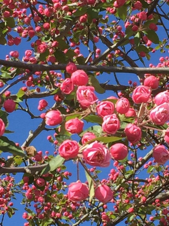 Springtime blossoms.jpg
