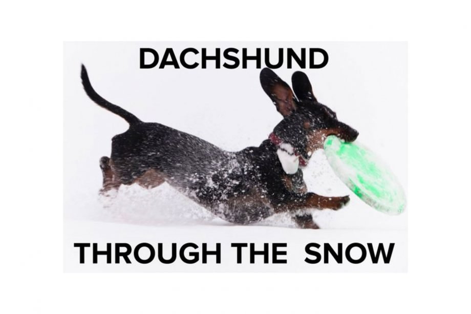 Daschund-Through-The-Snow-920x613.jpg