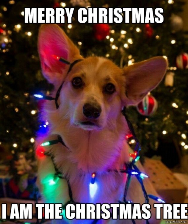Merry-christmas-I-am-the-christmas-tree-dog-meme-8490.png