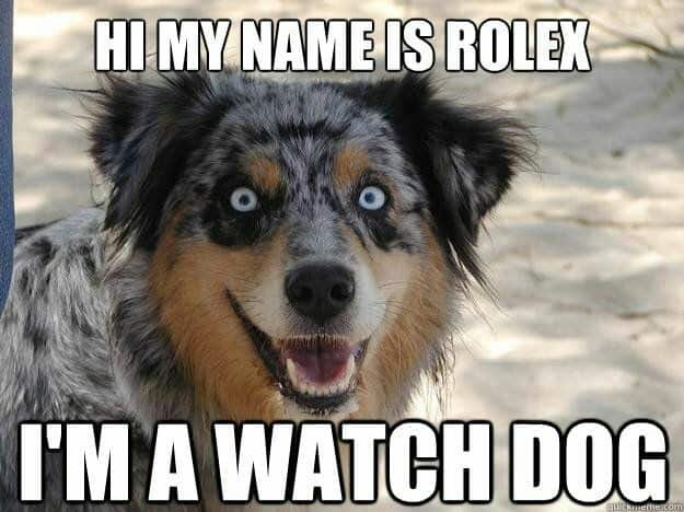 Smiling-Dog-Meme-Hi-my-name-is-rolex-Im-a-watch-dog.jpg