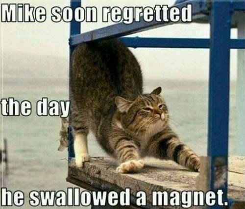 magnet-cat.jpg.012499dd736a13c6f02dbb12d66ac514.jpg