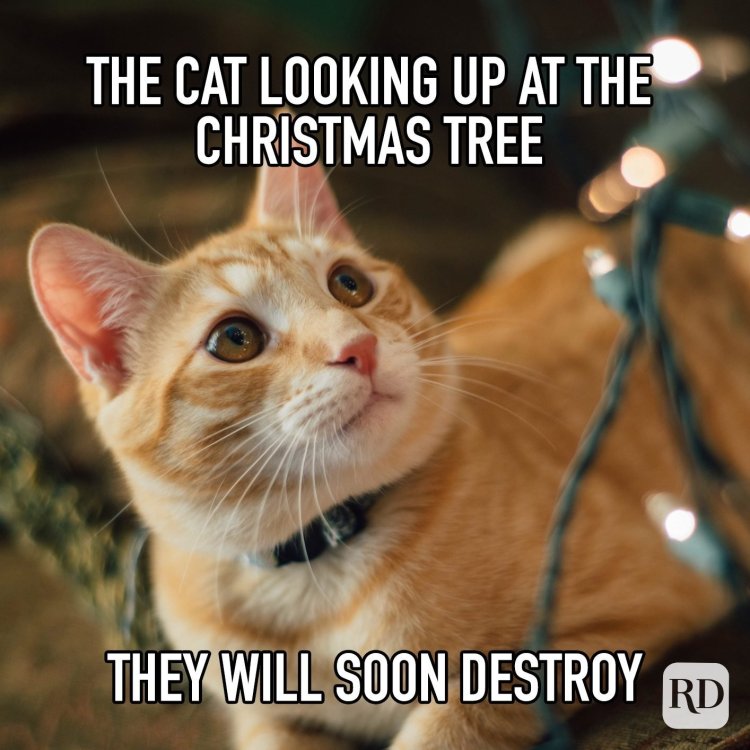 the-cat-looking-up-at-the-christmas-tree-they-will-soon-destroy.jpg