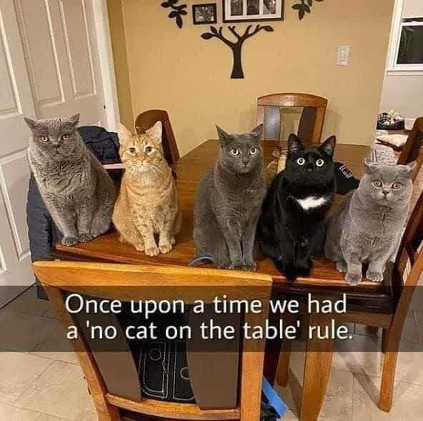 table cats.jpg