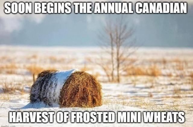 begins-annual-canadian-harvest-frost-wheats-frosted-memes-d962ab6b668388ba-c8f17603cf11974f.jpg