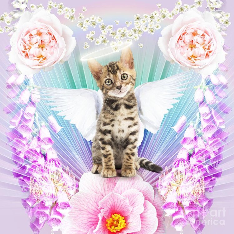 bengal-cat-kitten-with-angel-wings-and-halo-surrounded-by-flowers-jean-michel-labat.thumb.jpg.8740893351ca2c0caa46be489e0ecd75.jpg