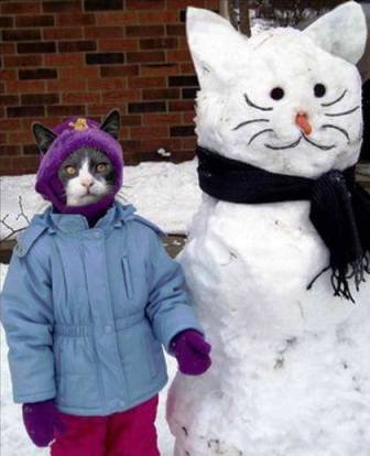 funny-cat-picture-snow-cat.jpg