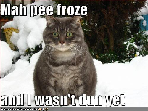 funny-pictures-snow-cat-frozen-pee.jpg