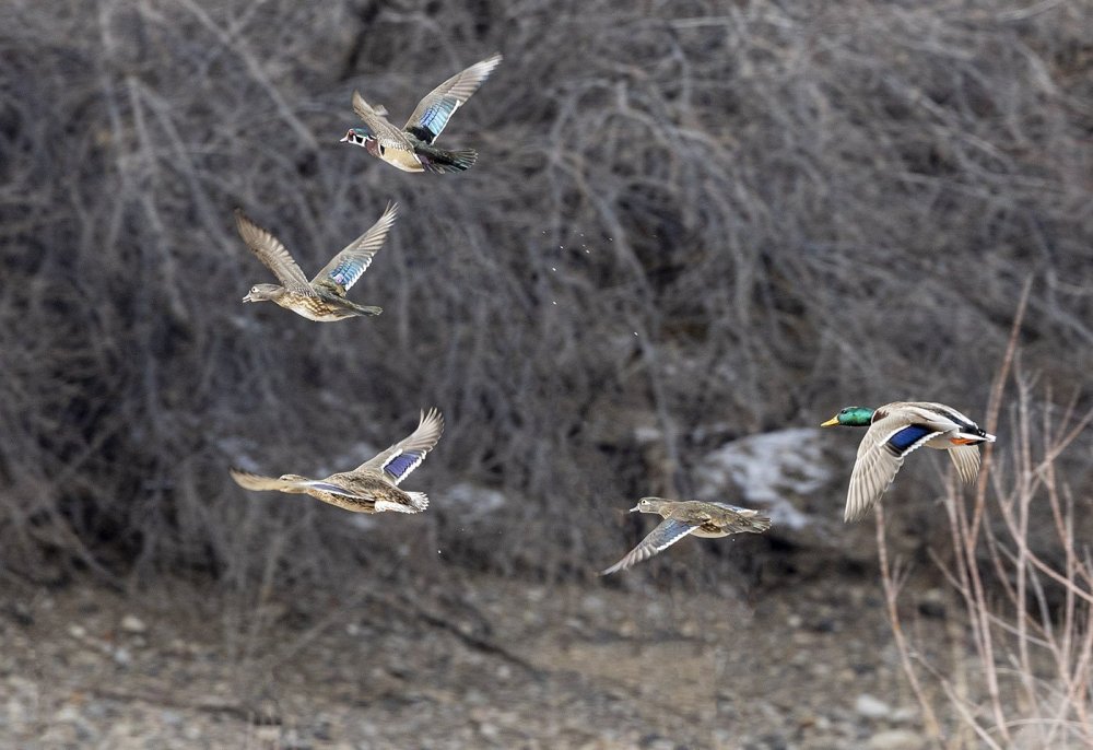 Wood Ducks and Mallards_4853.jpg