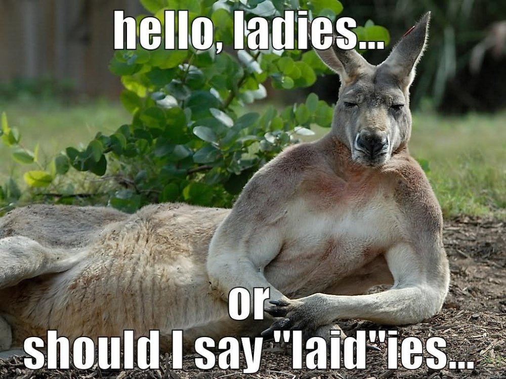 Hello-Ladies-Or-Should-I-Say-Laidies-Funny-Kangaroo-Meme-Picture.thumb.jpg.da85f23fc54103427d67e54a44353fb5.jpg