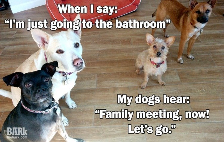 dogs-meme-heading-to-bathroom-thebark.jpg