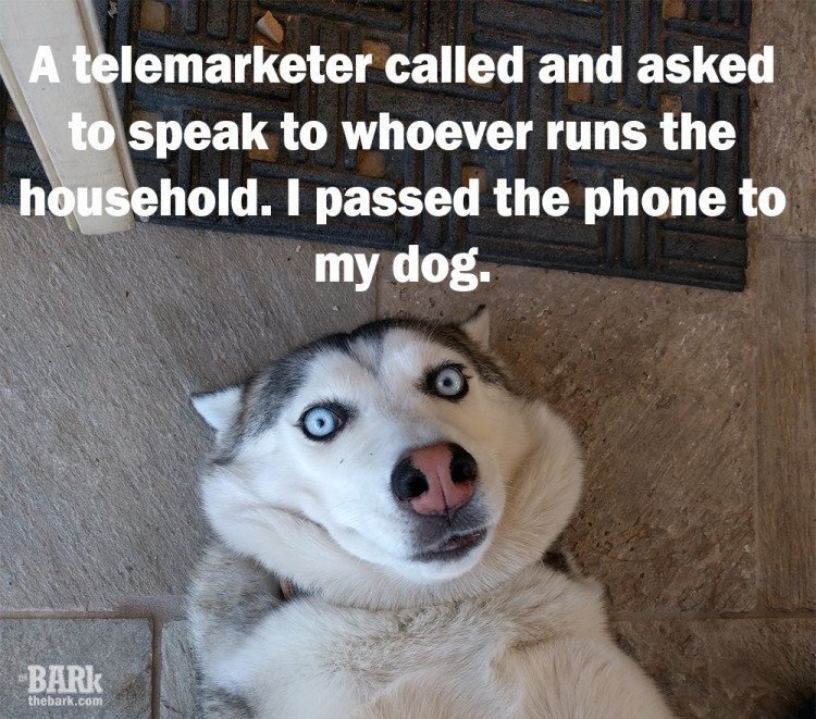 ruby-dog-telemarketer-thebark.jpg