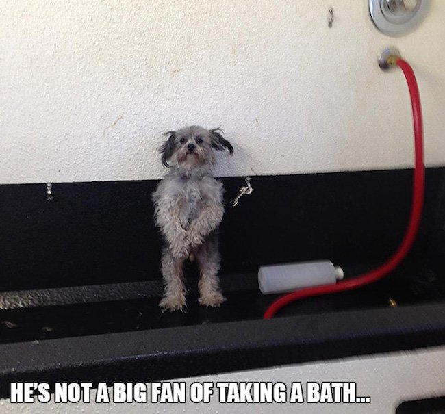 the-best-funny-pictures-of-awkwardly-standing-dogs-not-a-bath-fan.jpg