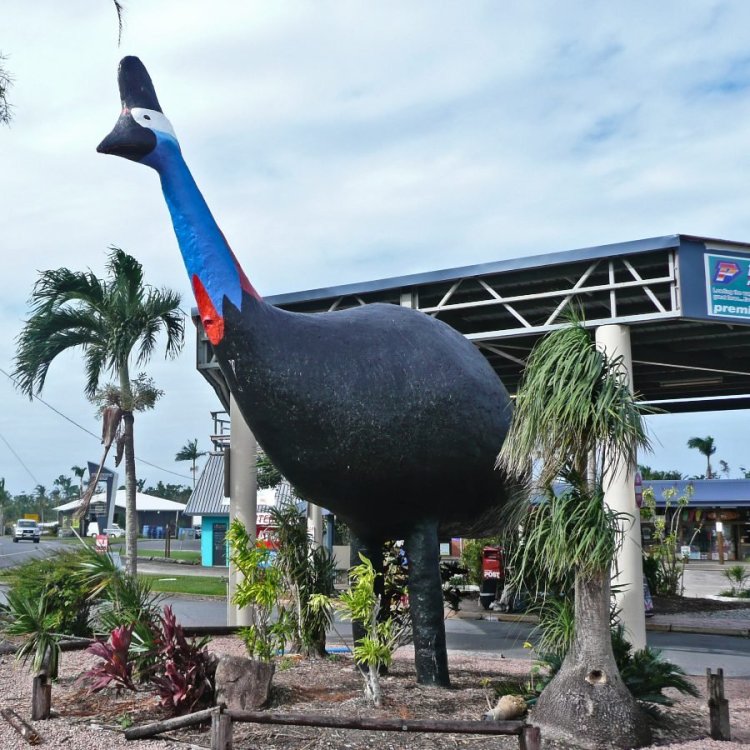 Giant-Cassowary-in-Mission-Beach.thumb.jpg.7333ba41a5ad472cc7337e2207ad6b62.jpg