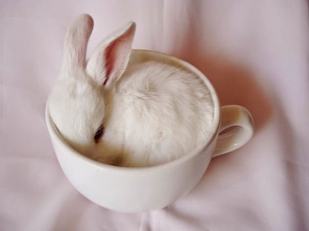 cute-bunnies-27__605.jpg