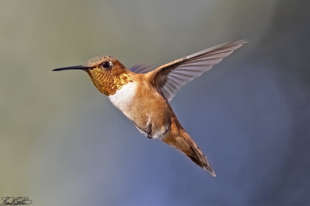 Rufous - SASS Wire Saloon - SASS Wire Forum