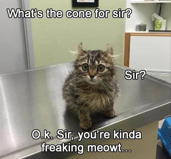 cat-s-cone-sir-sir-ok-sir-kinda-freaking-meowt.jpg