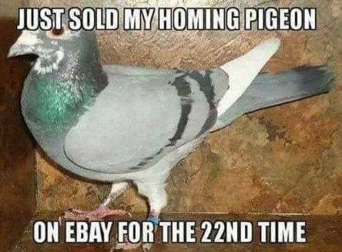 sold-homing-pigeon.jpg.cea83251531f97e54c8093a1584dbc64.jpg