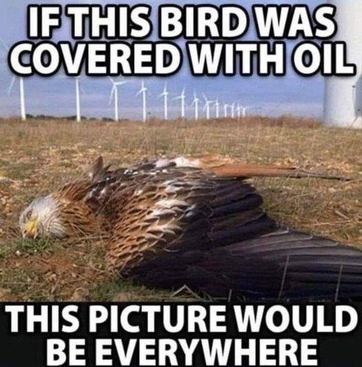 oiled eagle.jpg