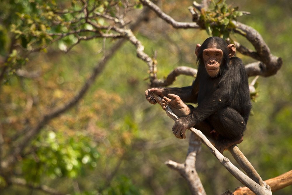 chimpanzee-tree-eating_3x2.thumb.jpg.a674a907e2e8a1b247af72b269d3e0ac.jpg