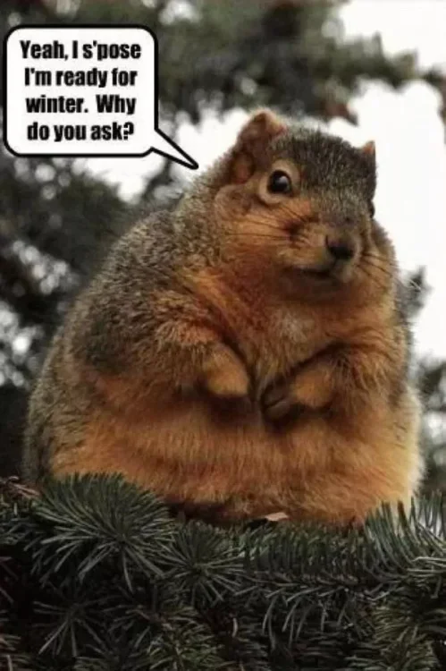 funny-squirrel-memes-3.webp
