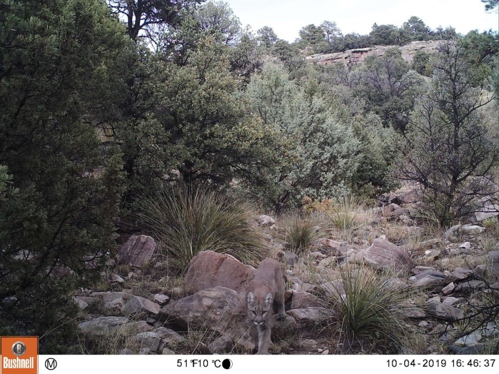 mountain-lion-stalking-elk-rio-mora-trail-cam-10-2019-usfws-6.thumb.jpg.e5d7f909b8c5abffedd042679f074aa9.jpg