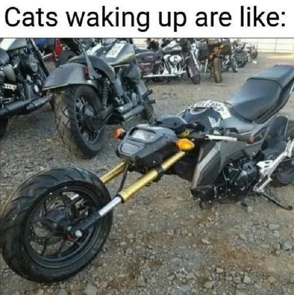 that-reads-cats-waking-up-are-like-above-a-photo-of-a-motorcycle-that-resembles-a-cat-stretching.jpg
