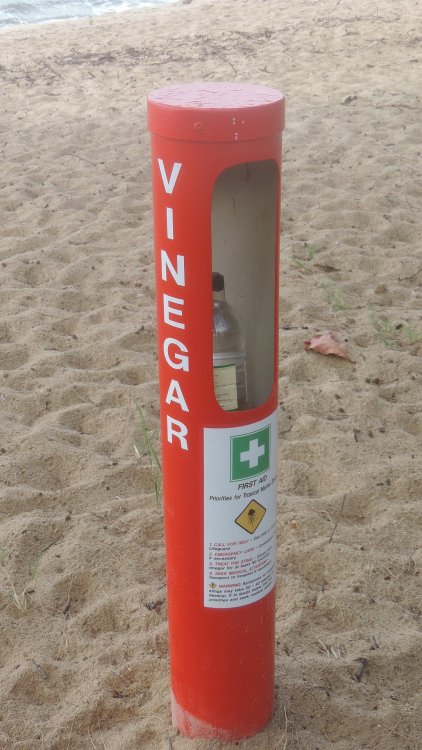 1770428680_Vinegar_supplied_at_the_beach_for_use_as_first_aid_for_jellyfish_strings_Trinity_Park_2018.thumb.jpg.34e374b41aa892322e070736546793f7.jpg