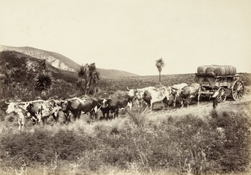 Bullock_Team_Wool_Wagon.jpg.423883e38e0f6fc1bb975ed89fd5ff41.jpg