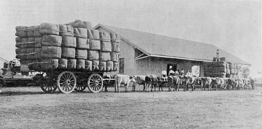 Bullock_team_with_a_wool_wagon_at_the_Railway_Station_in_Mitchell_Queensland_1898.jpg.0ead9a48ff7f2de1a7d43c6e4a1757e5.jpg