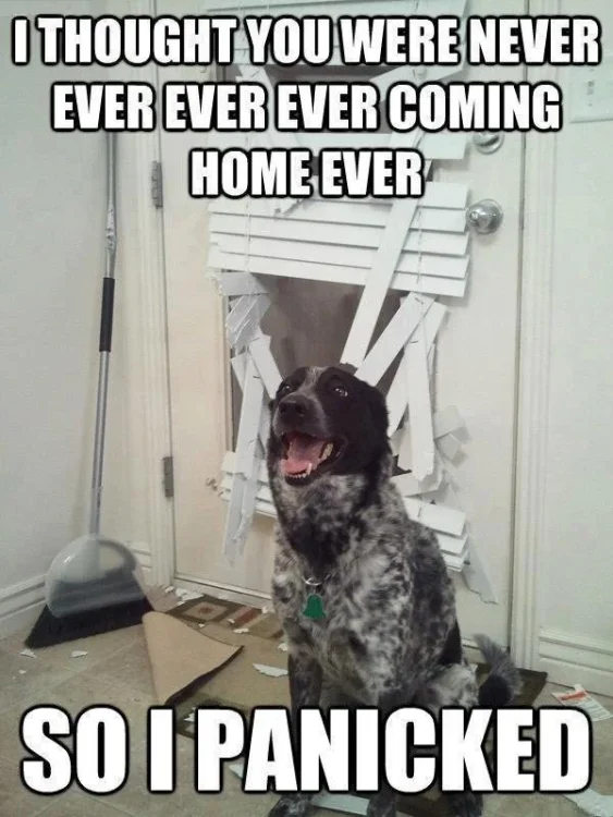 020-dog-memes.webp