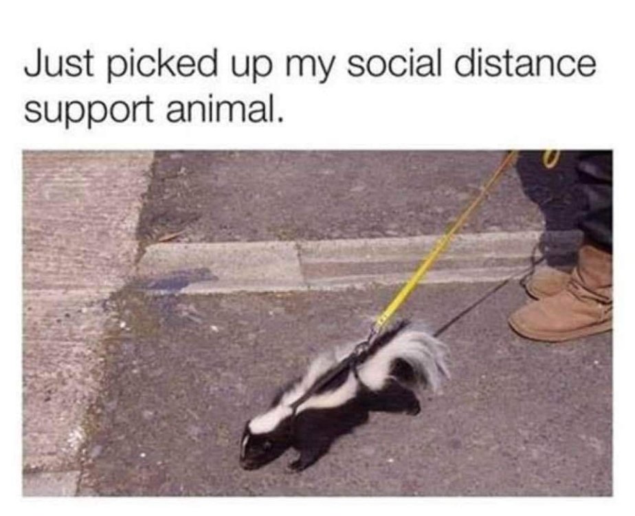 social distancing support animal.jpg