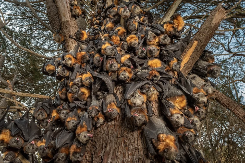 australia-flying-foxes-heat-13.thumb.webp.f3b2071d27e6c195df70212c6ac7ec53.webp