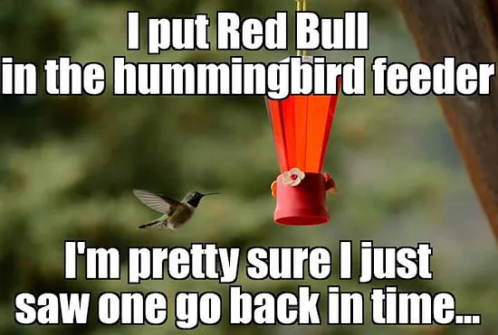 hummingbird-red-bull.webp