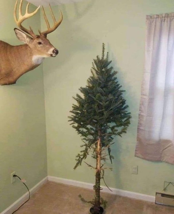 DeerChristmastree.thumb.jpg.22dcd7fc8b38951166aff31698437bce.jpg