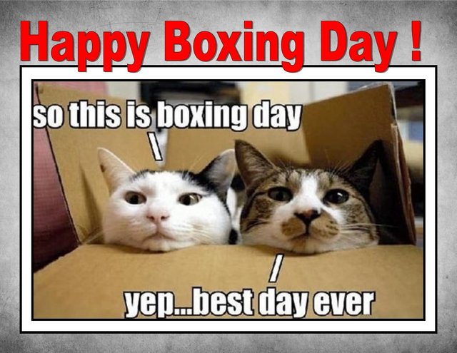 Happy-Boxing-Day-Funny-Cats-Meme.jpg.42822df15a6e64adc2354e5d8efb52e4.jpg