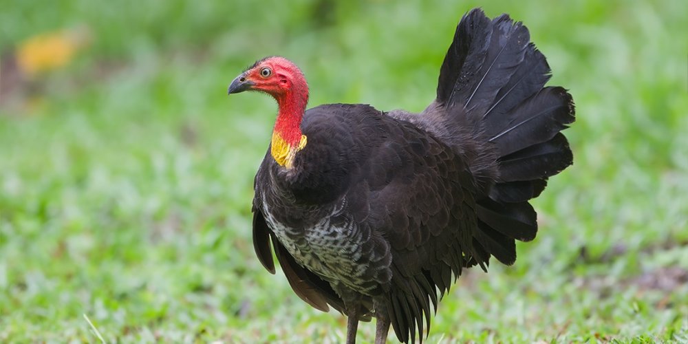 brush-turkeys_1140x570px.thumb.jpg.c9399910ca88dd73c9d7c75456ed3a88.jpg