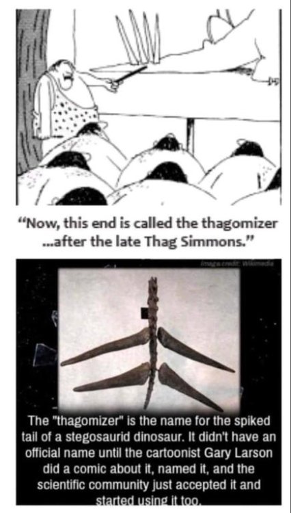 thagomizer.thumb.jpg.6258d7da9ccabc5aa1fbb01034bade42.jpg