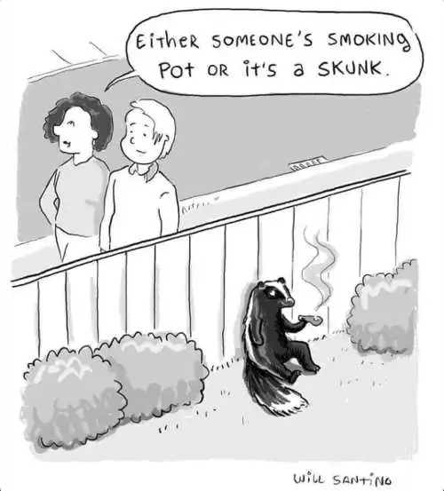 someone-smoking-pot-or-skunk.webp