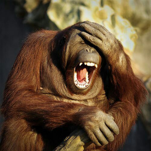 laughing ape.jpg