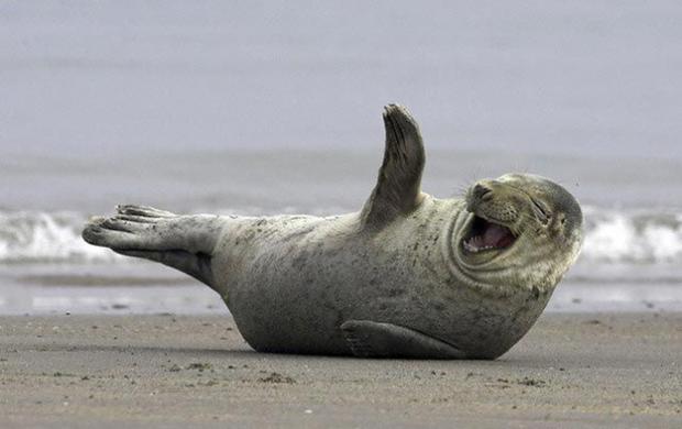 laughing seal.jpg