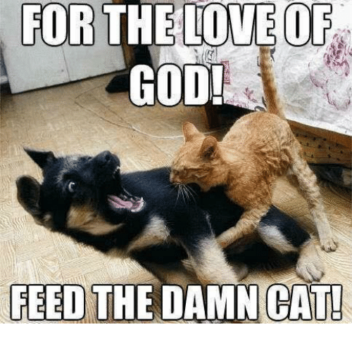 for-the-love-of-god-feed-the-damn-cat-5076047.png