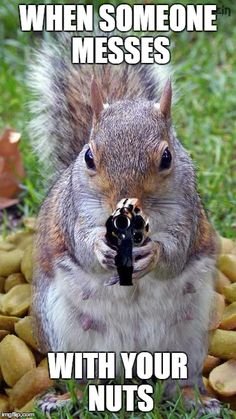22bc69926cbf3617a52cfb9b329a81f4--funny-squirrel-squirrel-hunting.jpg