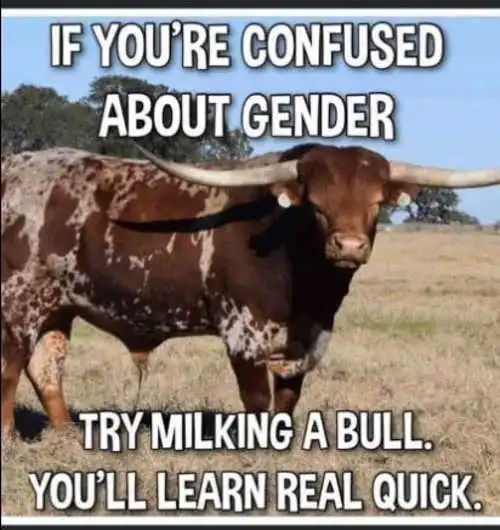 confused-about-gender-try-milking-a-bull.webp