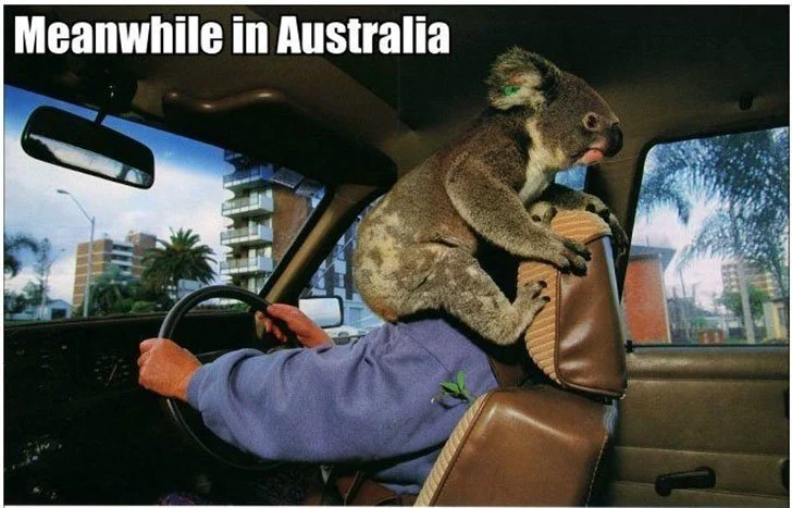 Funny-Crazy-Meme-Pictures-Meanwhile-In-Australia-4.webp