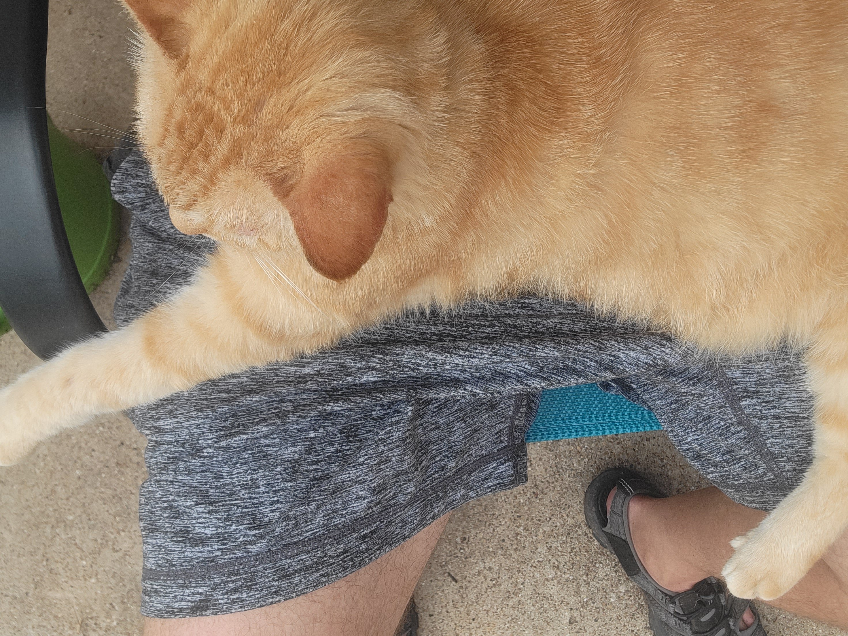 Velcro cat SASS Wire Saloon SASS Wire Forum