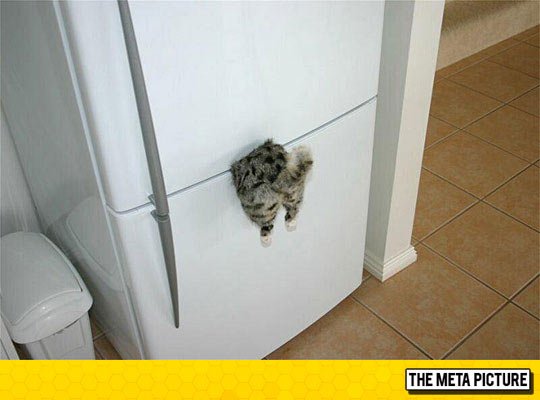 cool-cat-refrigerator-magnet.jpg