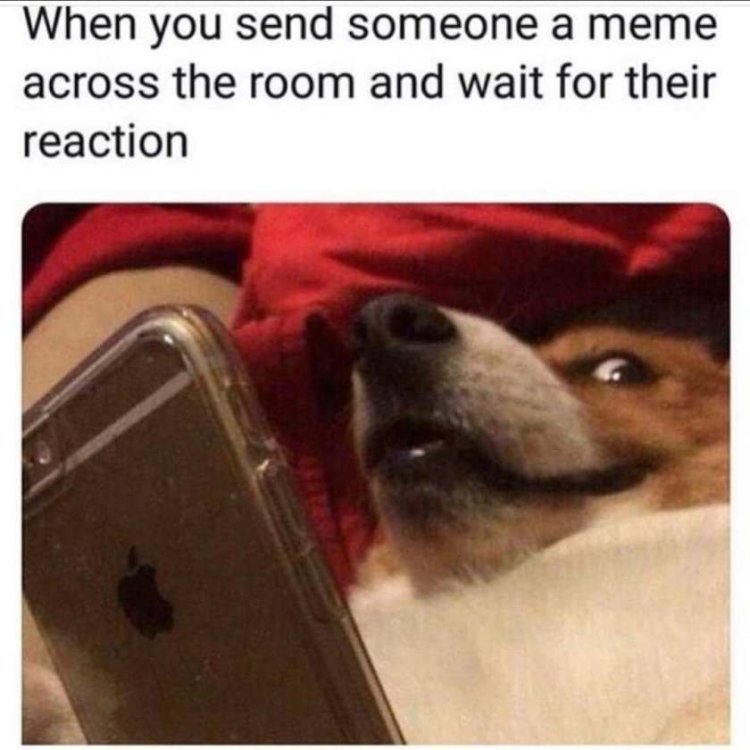 cute-dog-meme-when-you-send-someone-a-meme-across-the-room-and-wait-for-their-reaction.jpg